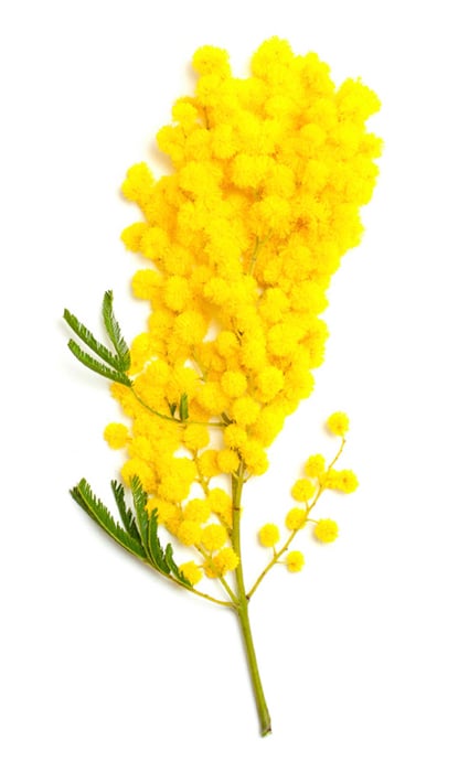 Acacia Decurrens Flower Extract (mimóza absolue)
