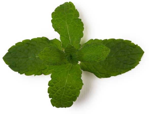 Huile essentielle de menthe verte (Mentha spicata)
