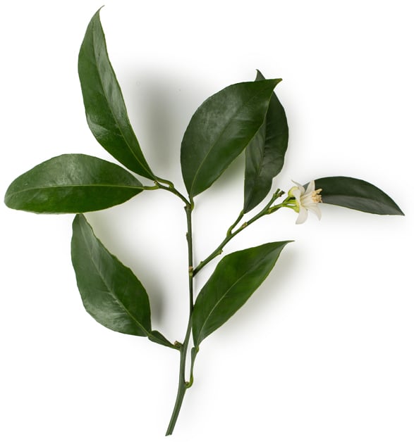 Biologische Neroli-olie (Citrus aurantium amara)