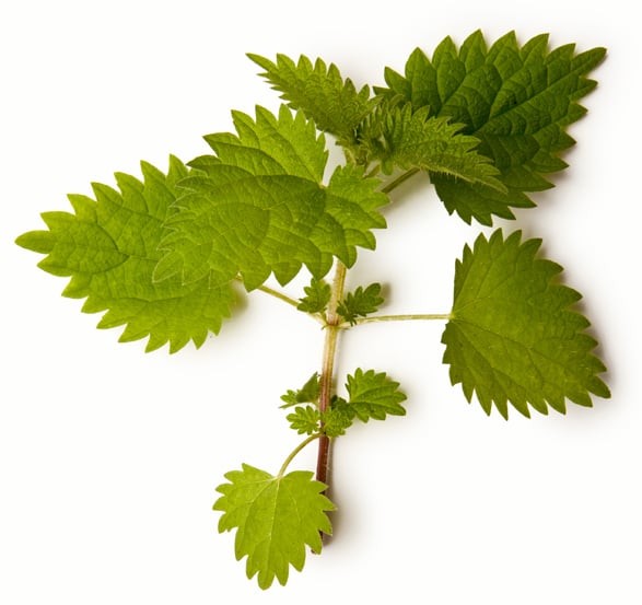Urtica Urens Extract (Absolut Pokrzywy)