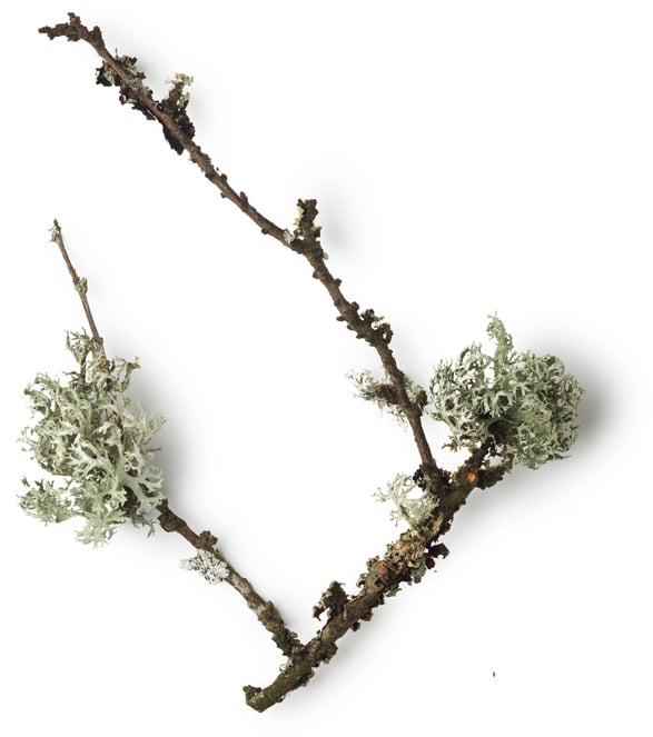 Infuso di Muschio Quercino (Evernia prunastri)