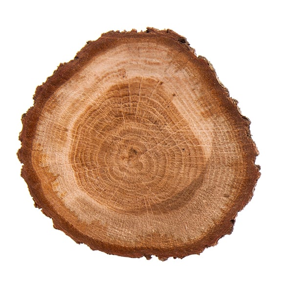 Quercus Robur Wood Extract (Stieleichen Absolue)