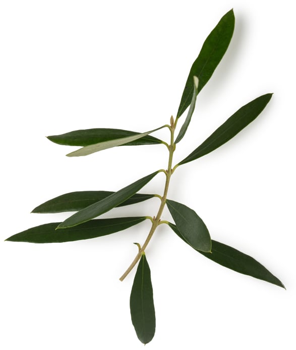 Absolue de feuille d'olivier (Olea europaea)