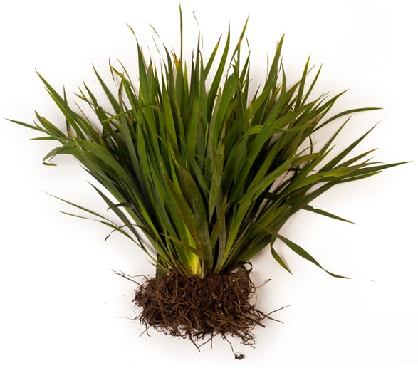 Iris Florentina Root Oil (Öl der Schwertlilie)