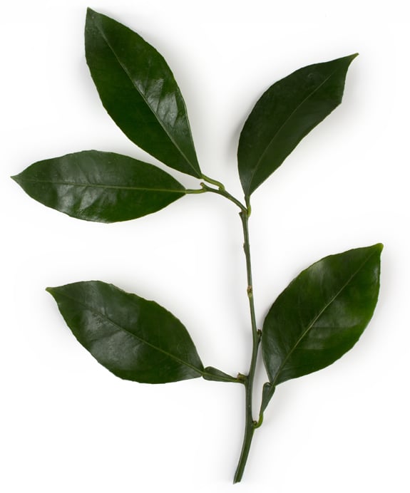 Citrus Aurantium Amara Leaf/Twig Cera (Wosk Petitgrain)