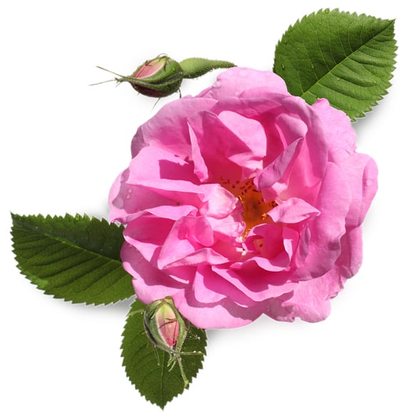 Roos Absolue (Rosa damascena)