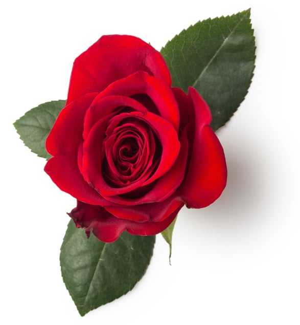 Pétales de rose rouge séchés (Rosa centifolia)
