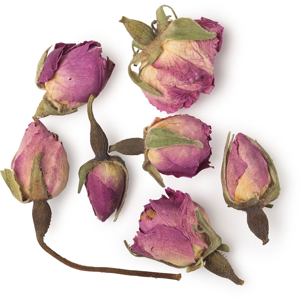 Sept boutons de rose (Rosa damascena)