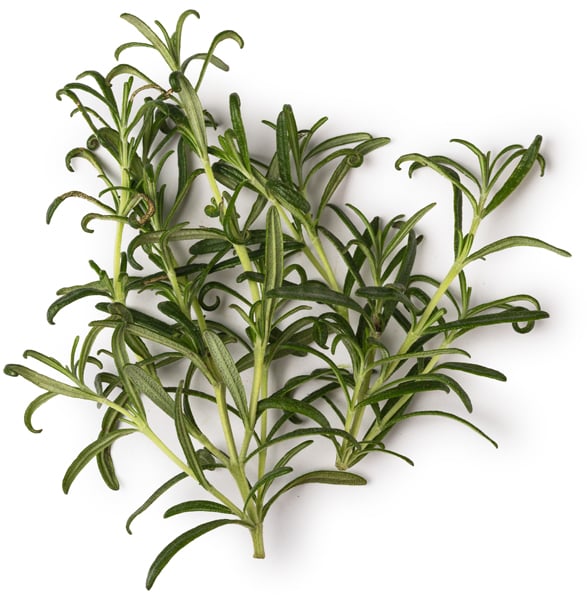 Rosmarinus Officinalis Leaf Oil (rozmarýnová silice)