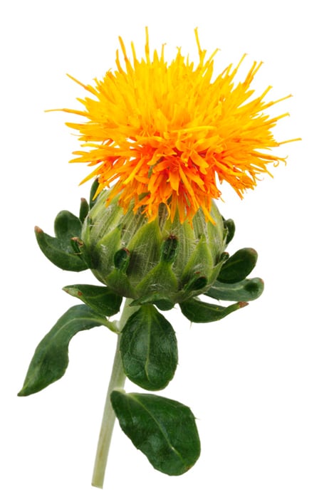 Carthamus Tinctorius Flower (okvětní lístky světlice barvířské)