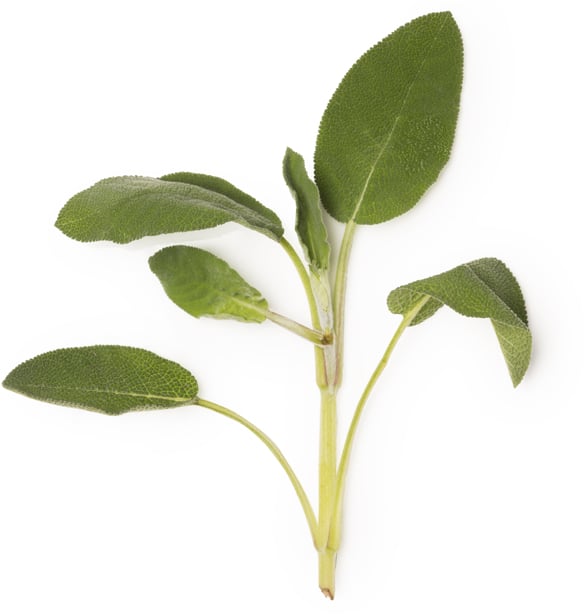 Saliepoeder (Salvia officinalis)
