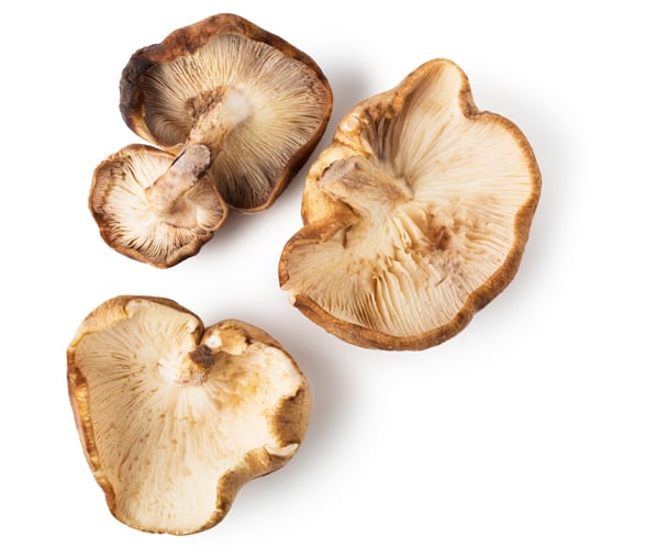 Cogumelos Shiitake