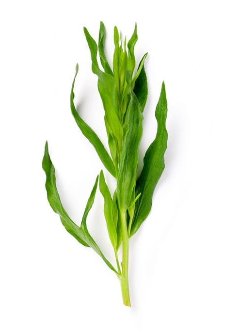 Huile essentielle d'estragon (Artemisia dracunculus)