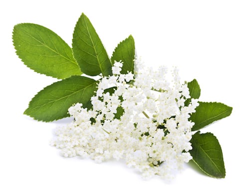 Sambucus Nigra Flower Extract (Holunderblütenextrakt)