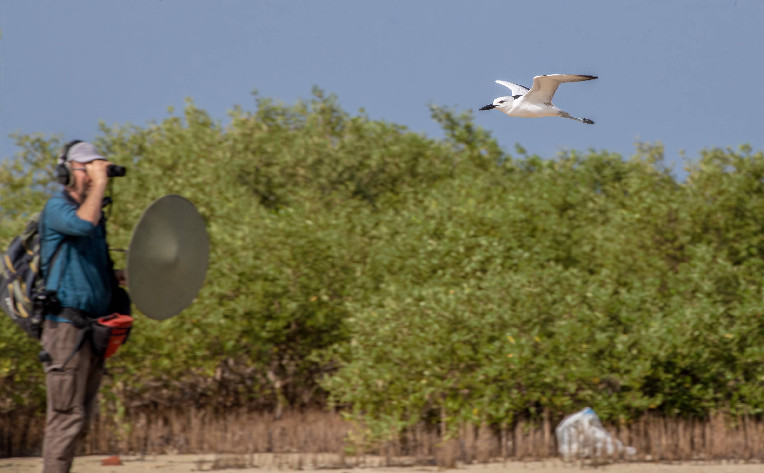 The Sound Approach to Birding