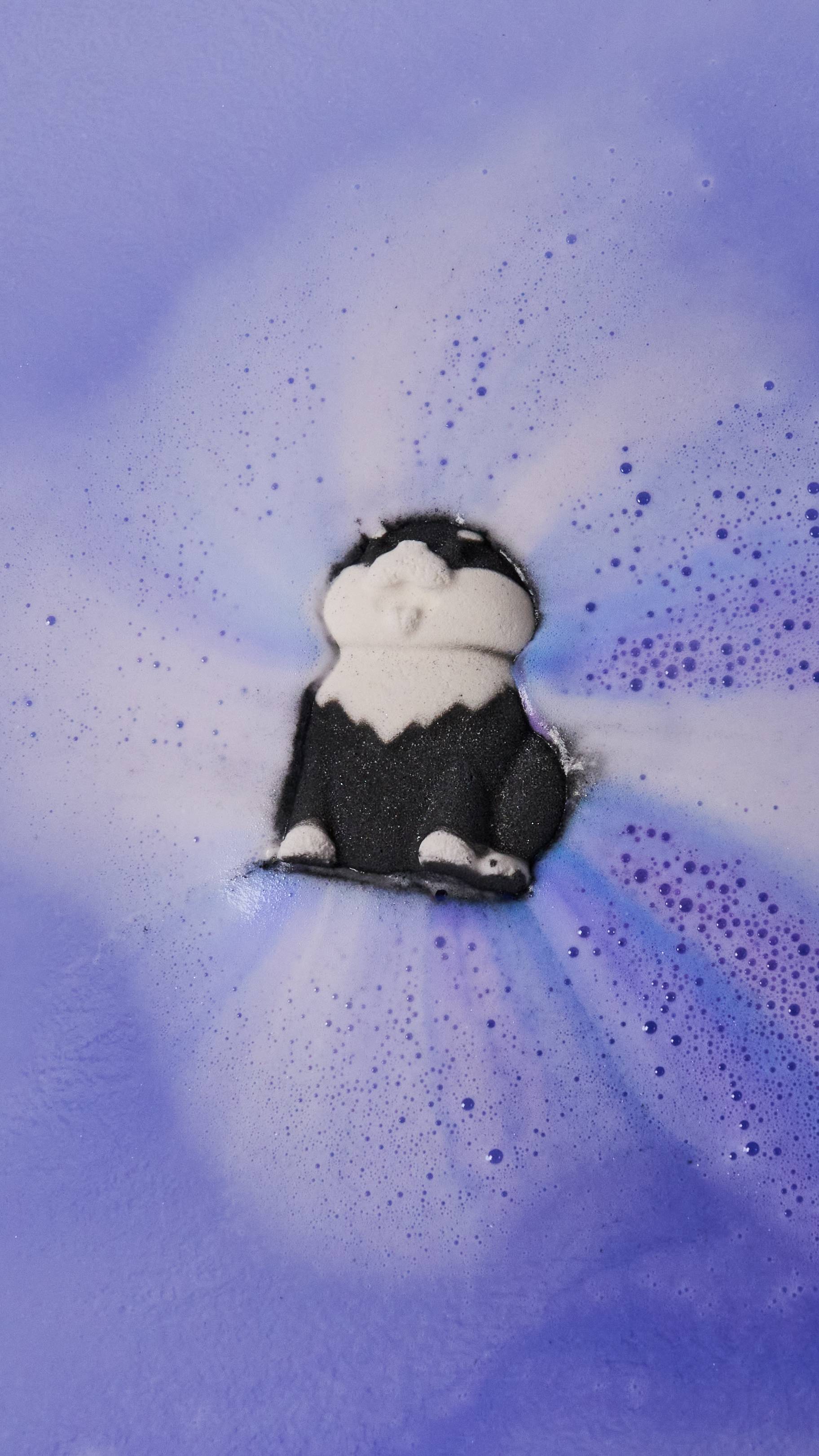 黒柴 ボム