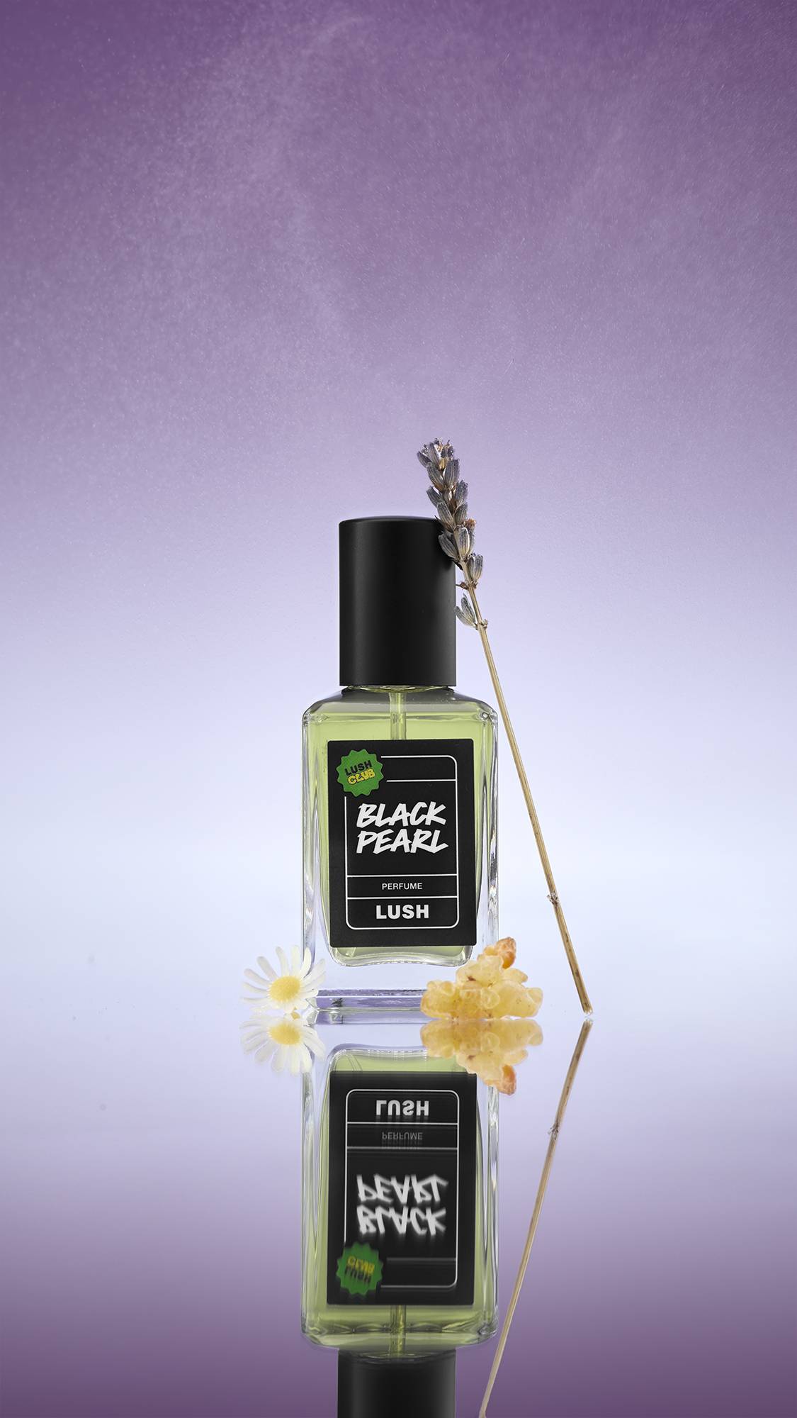 
A clear glass bottle of Black Pearl Perfume stands on a reflective surface against a lavender gradient background. It is flanked by a dried sprig of lavender, a white chamomile flower, and dried yellow petals.