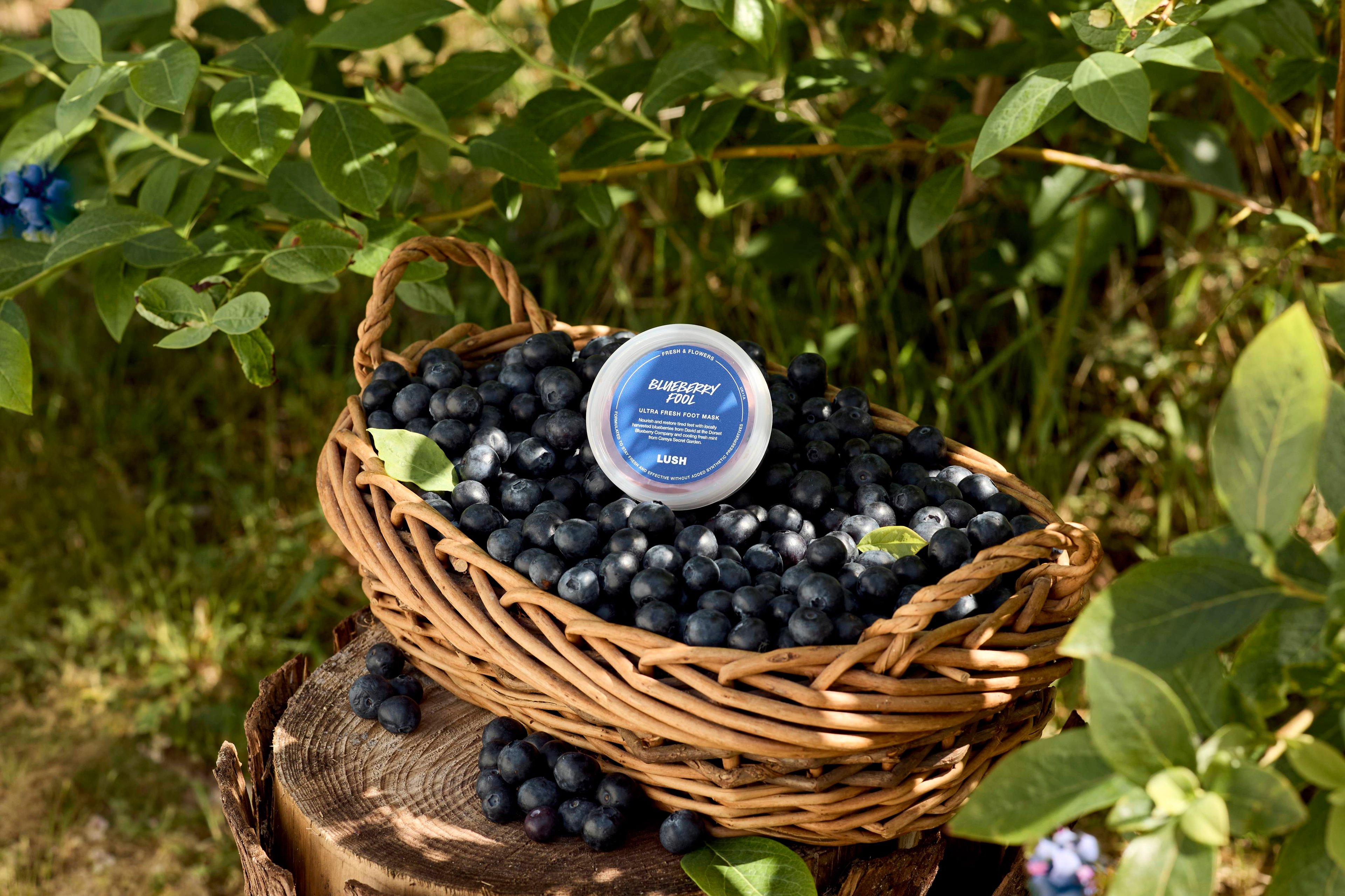 Violet Beau-berry