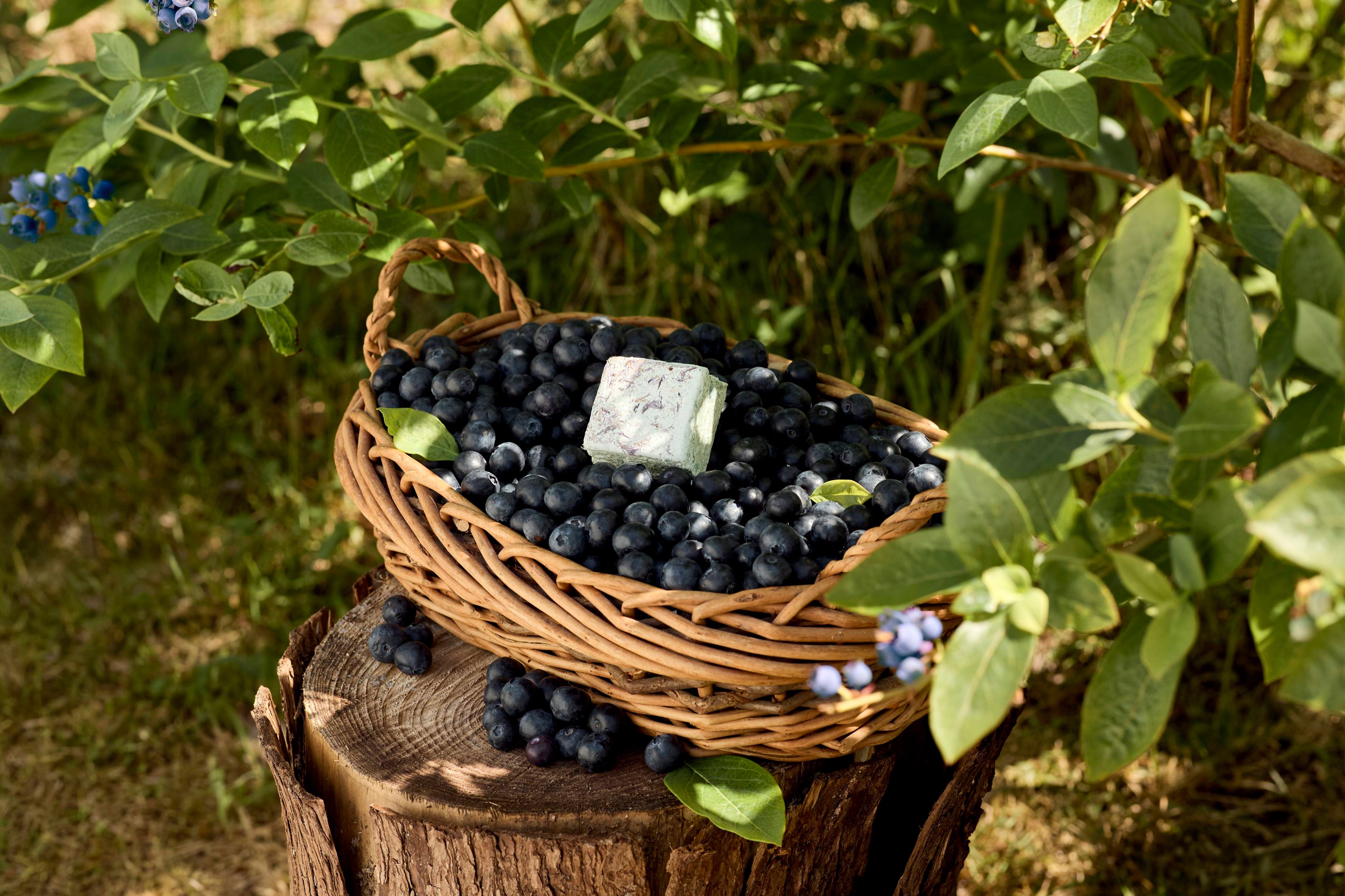 Blueberry Sunday