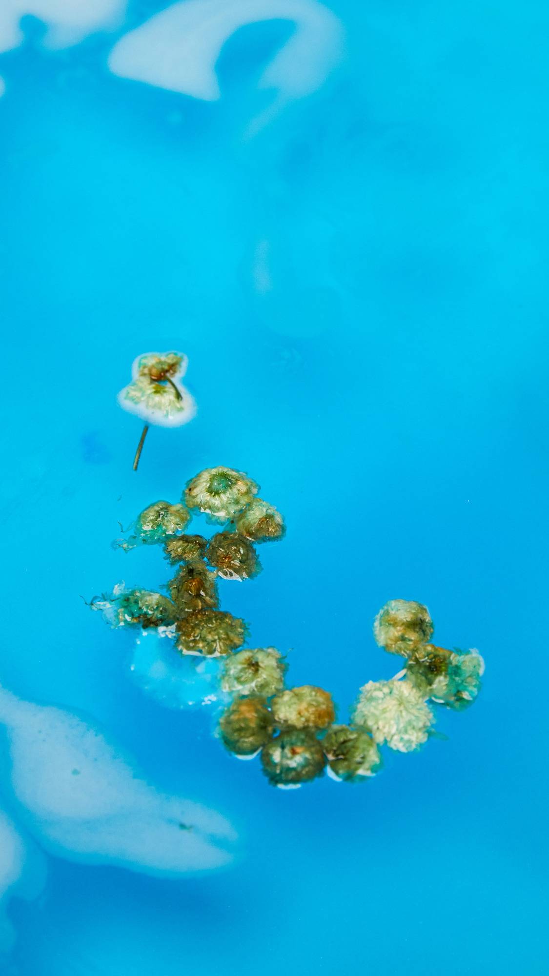 The One With Chamomile bath bomb has completely dissolved leaving behind a sea of deep blue swirls and a handful of dried chamomile flowers floating on top of the water. 