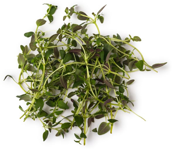 Tijm-, Rozemarijn- en Tea Tree-infusie (Thymus vulgaris; Rosmarinus officinalis; Melaleuca alternifolia)