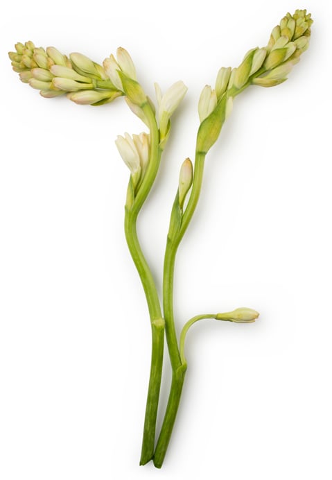 Polianthes Tuberosa Flower Extract (Ekstrakt z Tuberozy)