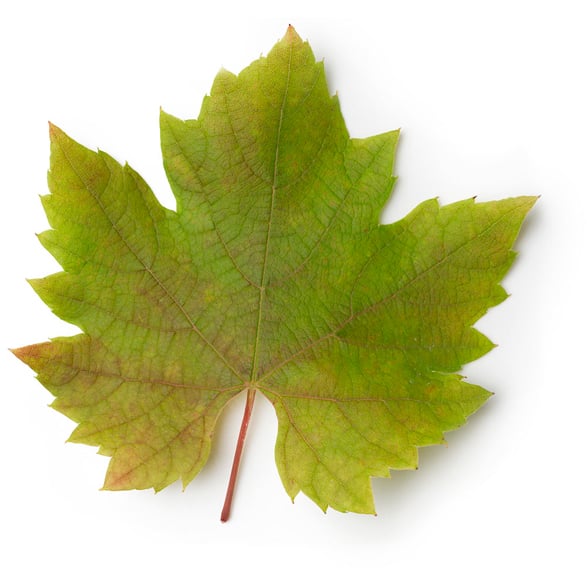 Water (and) Vitis Vinifera Leaf Extract (nálev z vinných listů)