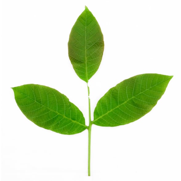 Water (and) Juglans Regia Leaf Extract (Walnussblattaufguss)