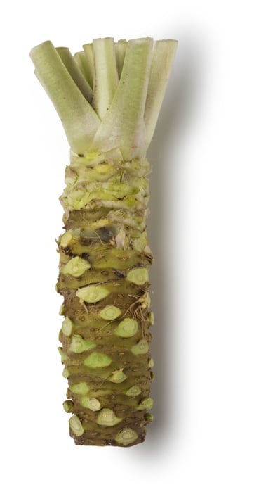 Wasabi- en Mierikswortelpuree (Eutrema japonicum; Armoracia rusticana)