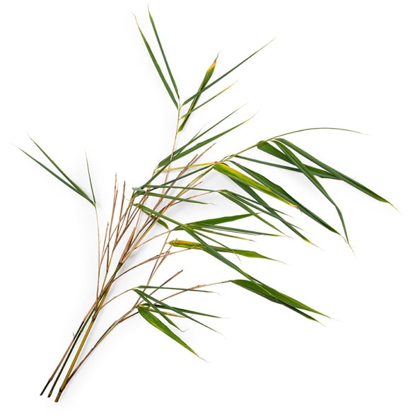Bamboe-extract (Bambusa arundinacea)