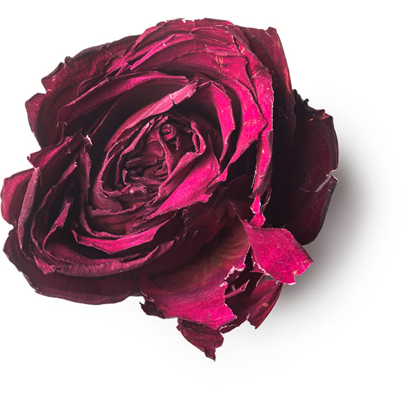 Rose séchée (Rosa centifolia)