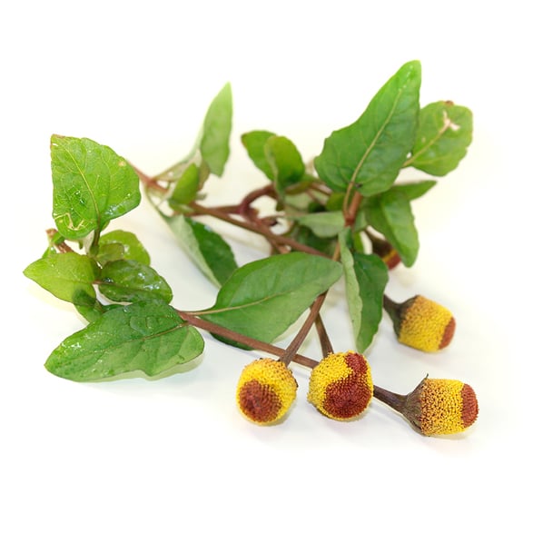 Alcohol (and) Spilanthes Oleracea Flower Extract (Jambútinktur)