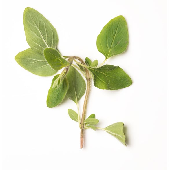 Water (and) Origanum Vulgare Leaf Extract/Rosa Centifolia Flower Extract (Oregano- und Rosenaufguss)