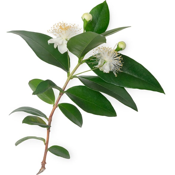 Backhousia Citriodora Leaf Oil (Olejek z Mirtu Cytrynowego)