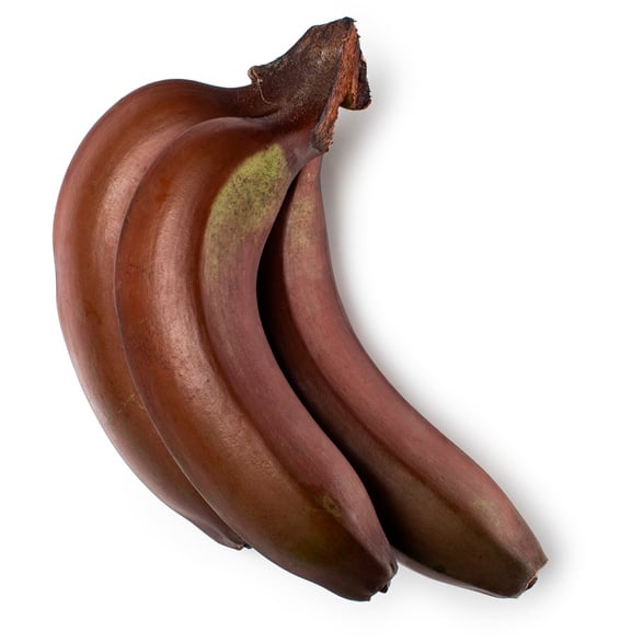 Musa Acuminata Extract (Ekstrakt z Czerwonych Bananów)