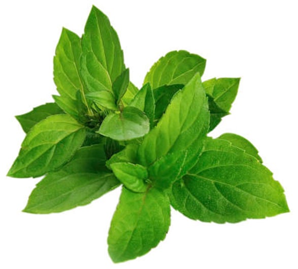 Mentha Arvensis Herb Oil (silice z máty rolní)
