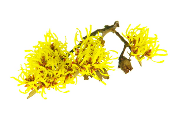 Galium Aparine, Hamamelis virginiana, Chrysanthemum Indicum